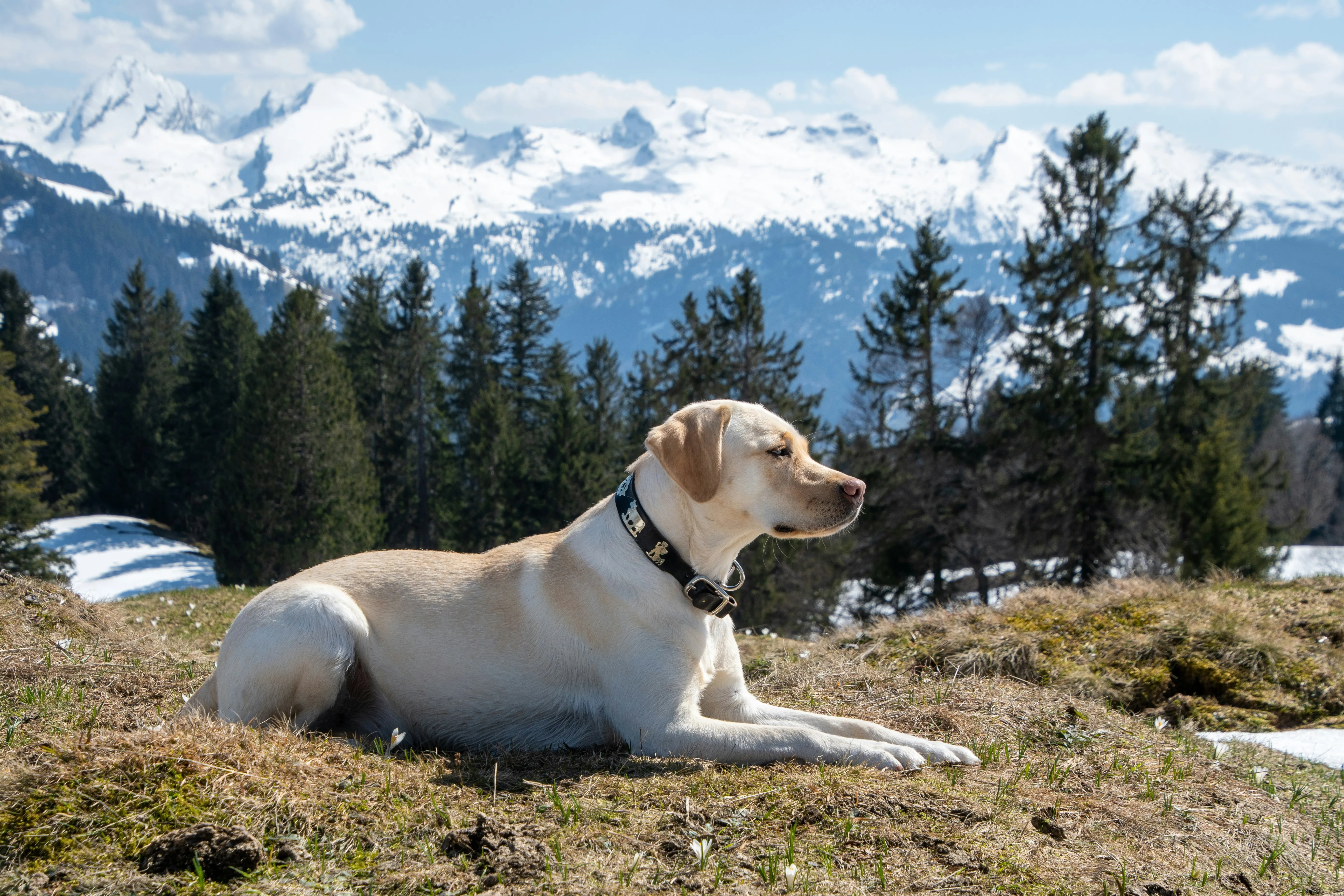 A Labrador Retriever another example of 30 kg weight reference.webp