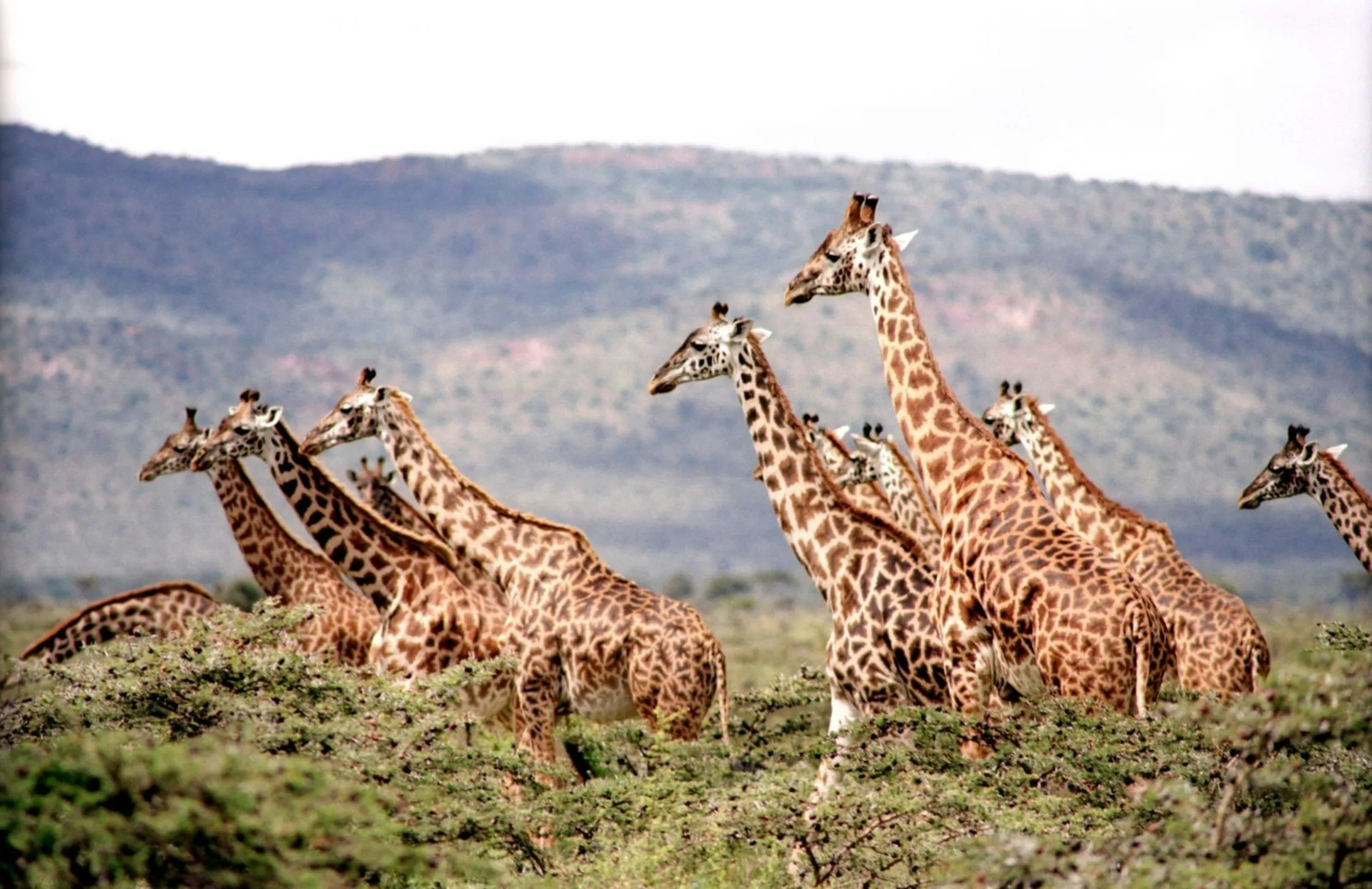 A bunch of Giraffes grazing in a field.