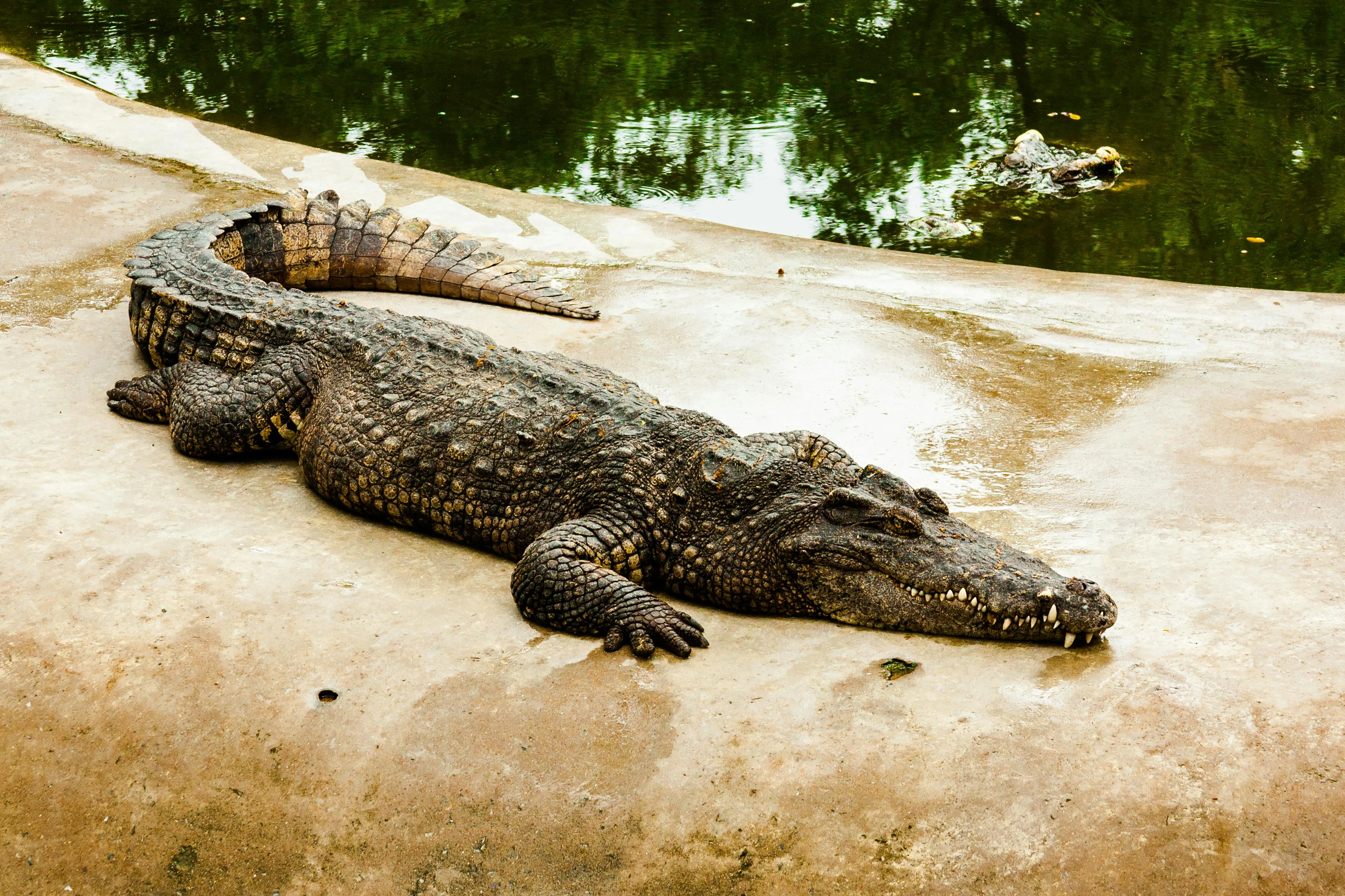 A nile crocodile on the ground near a body of water