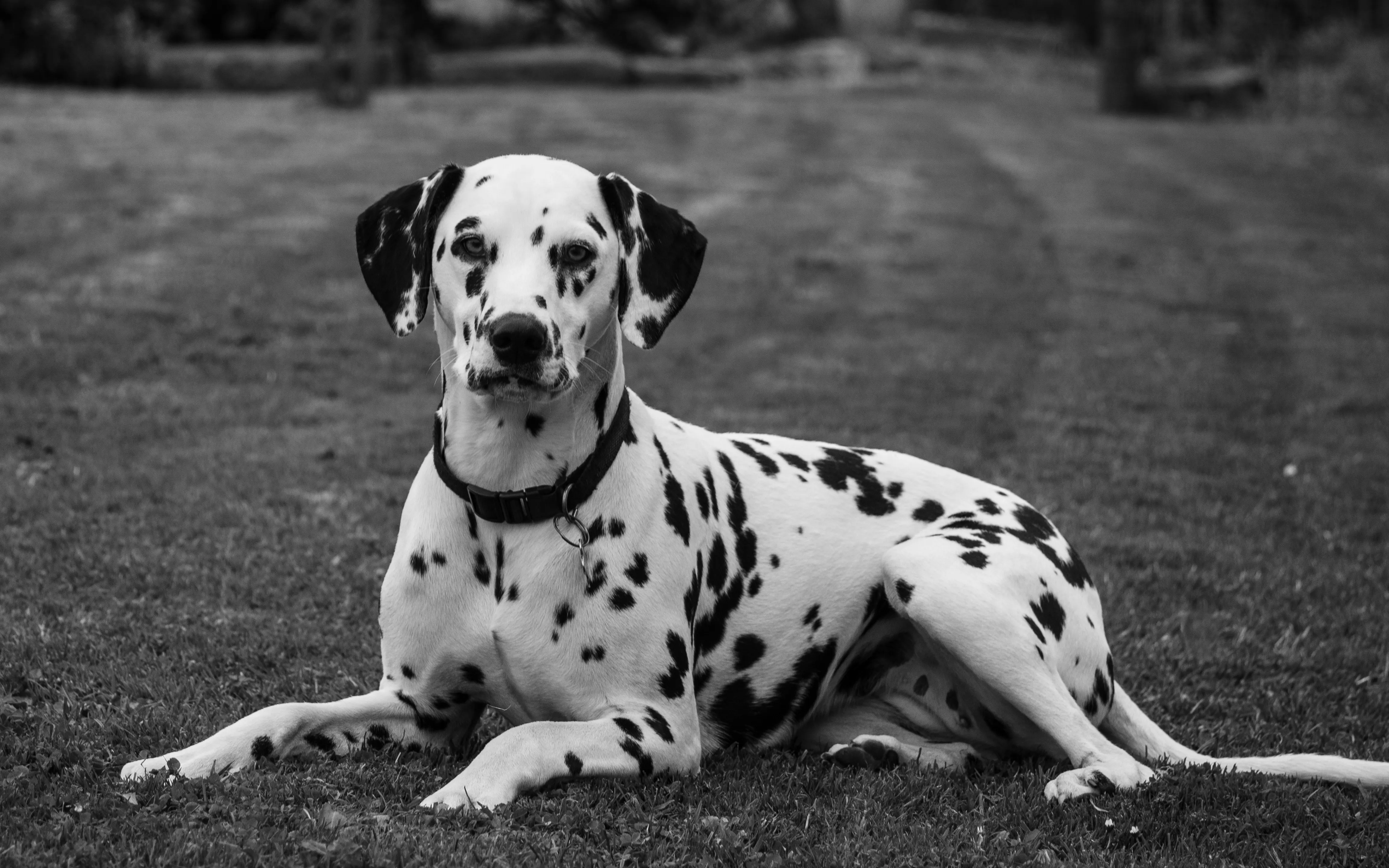 An adult dalmation weighs almost thirty kilograms.webp