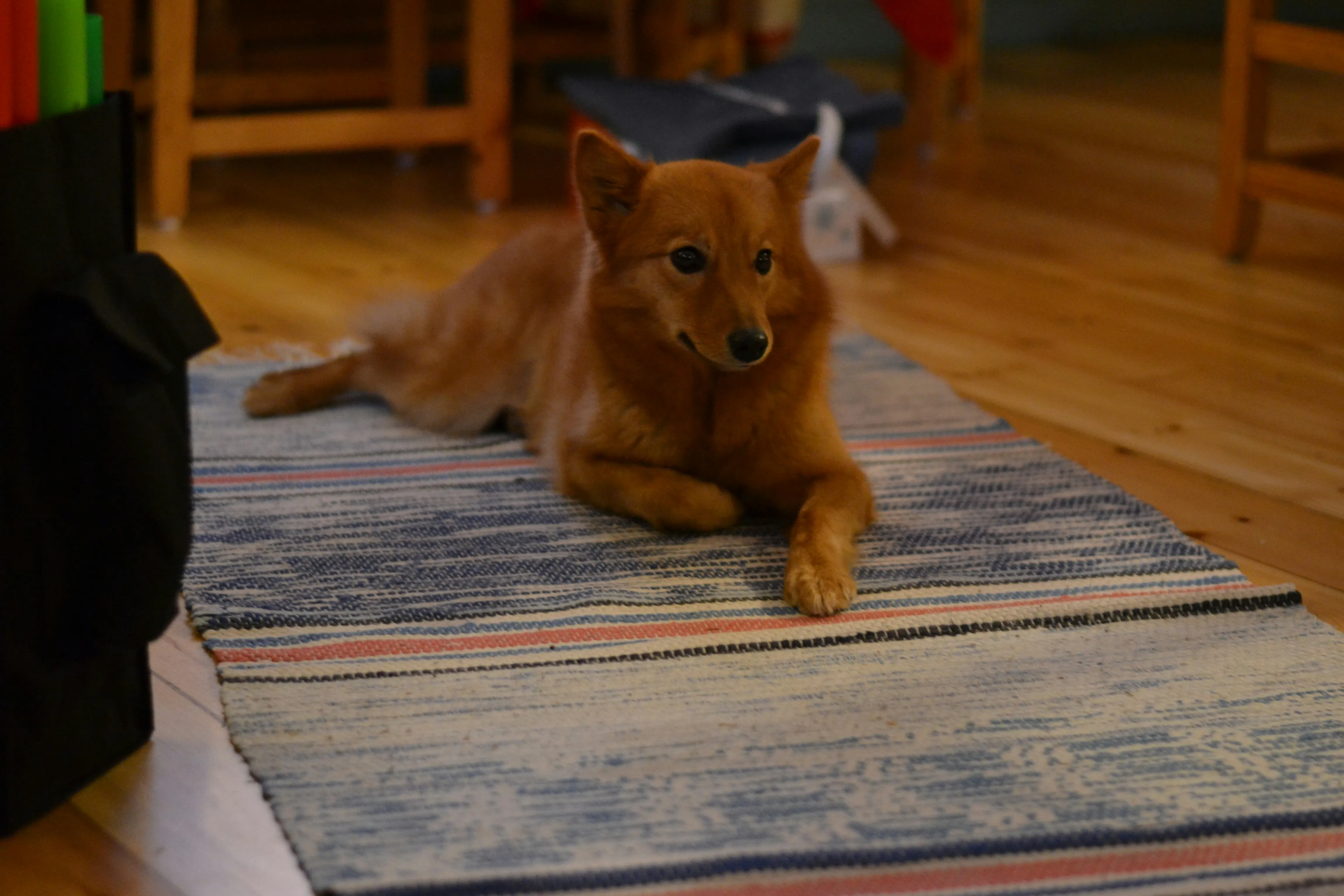 A Finnish Spitz laying down on a white, blue, orange color stripped rug.