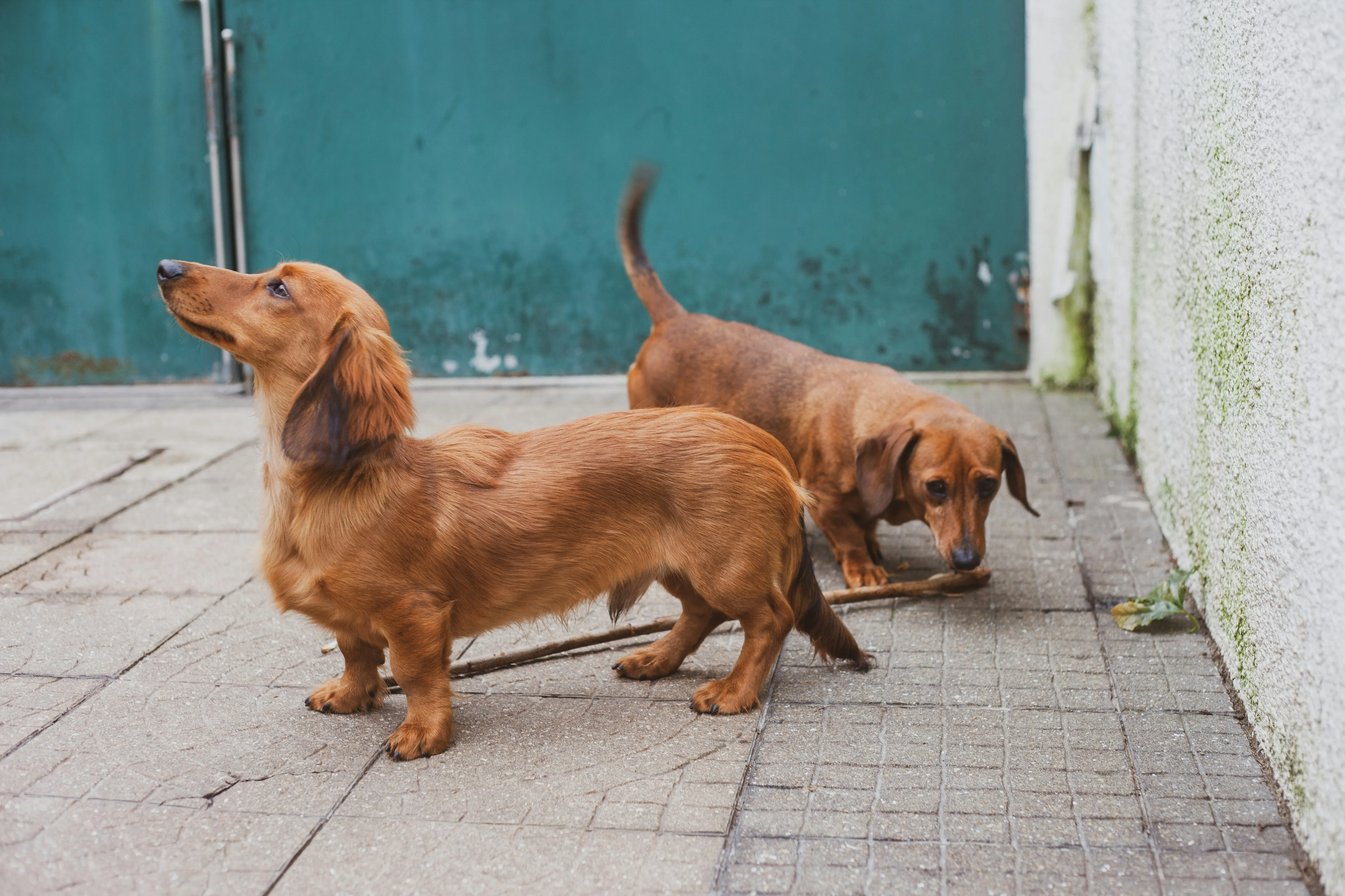 Three adult standard Dachshunds make 30kg.webp