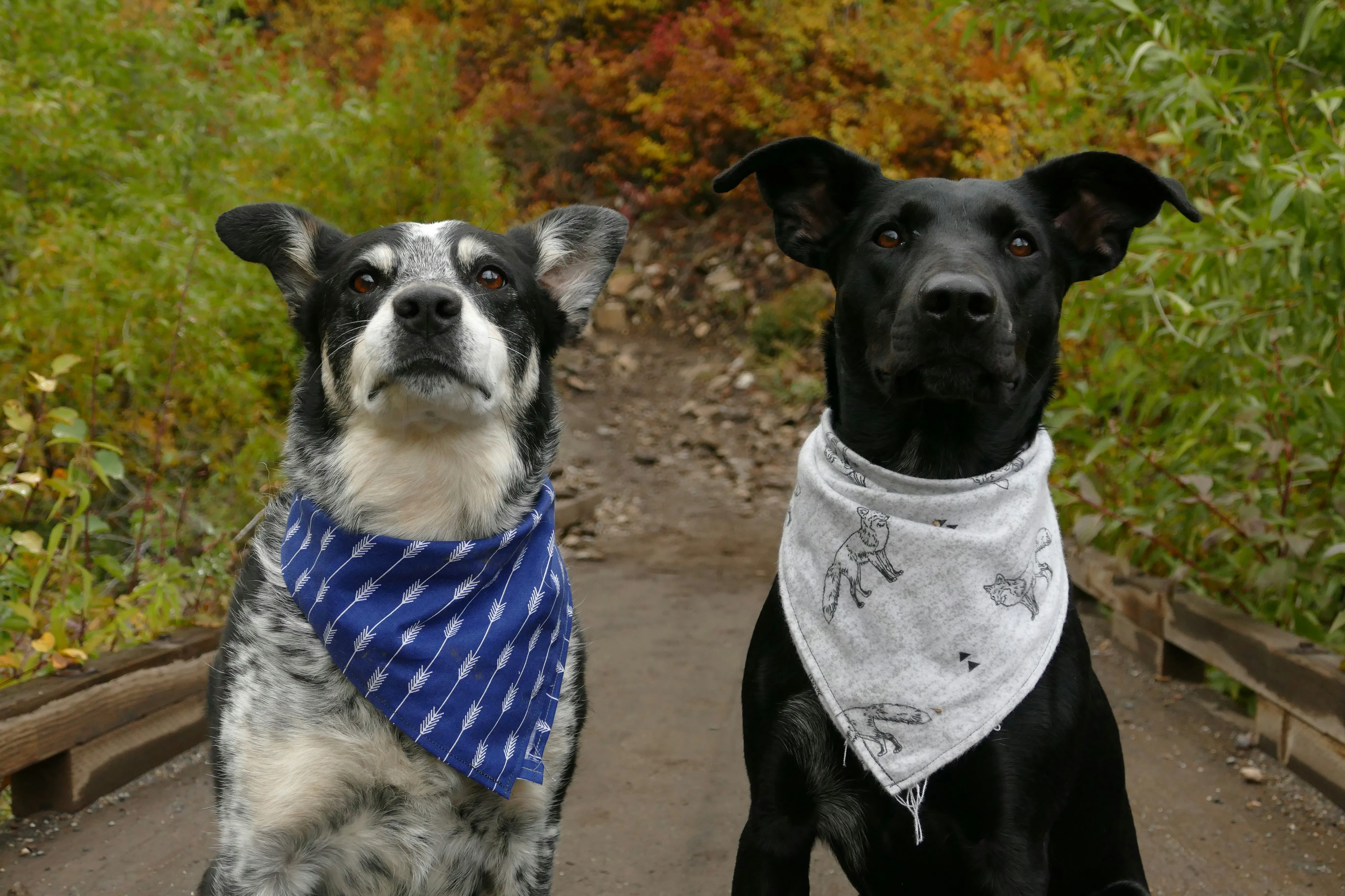 Two dogs wearing bandanas or neck scarves made of a blue and white handkerchief.