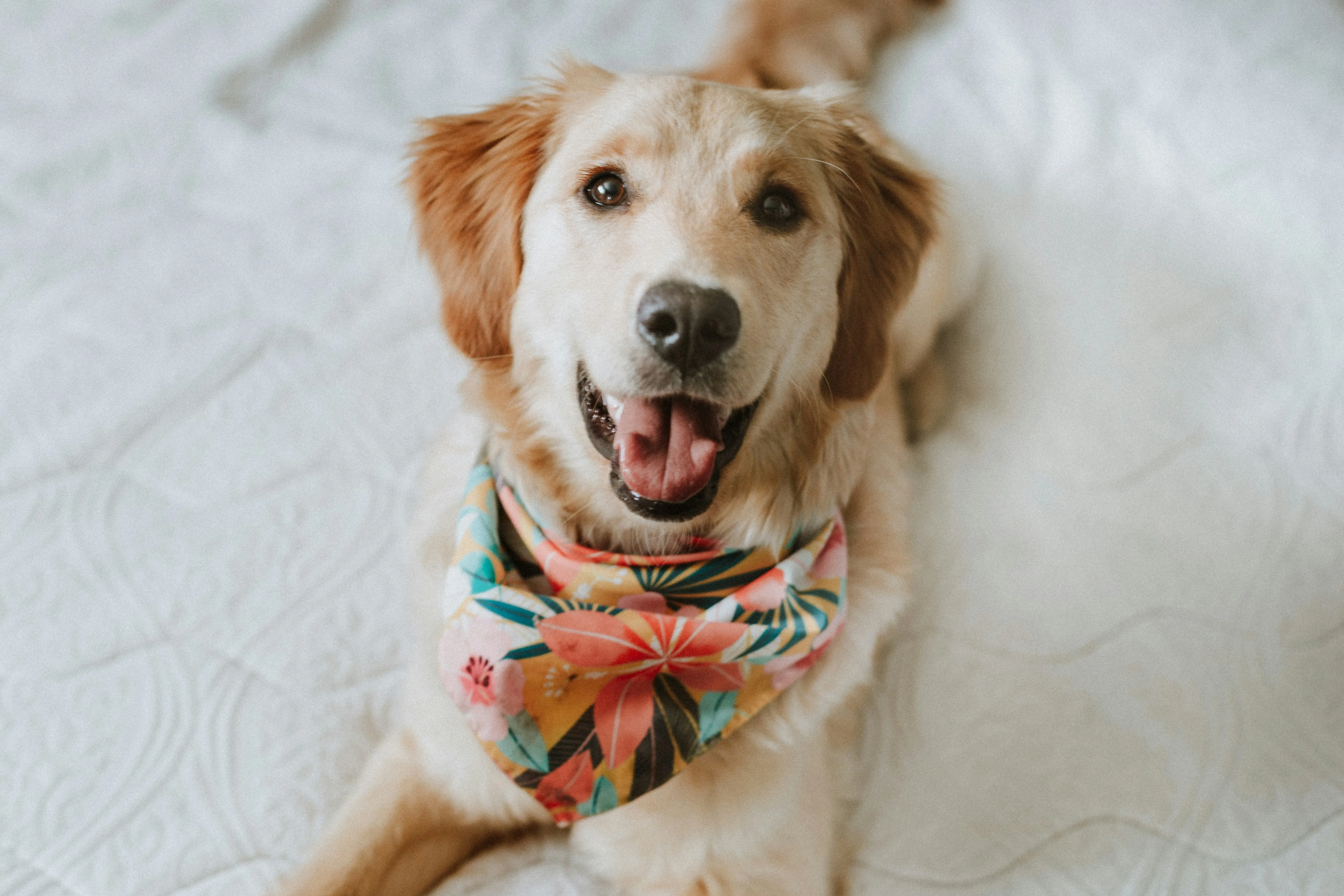 A dog sitting on a bed wearing a bandana on its neck