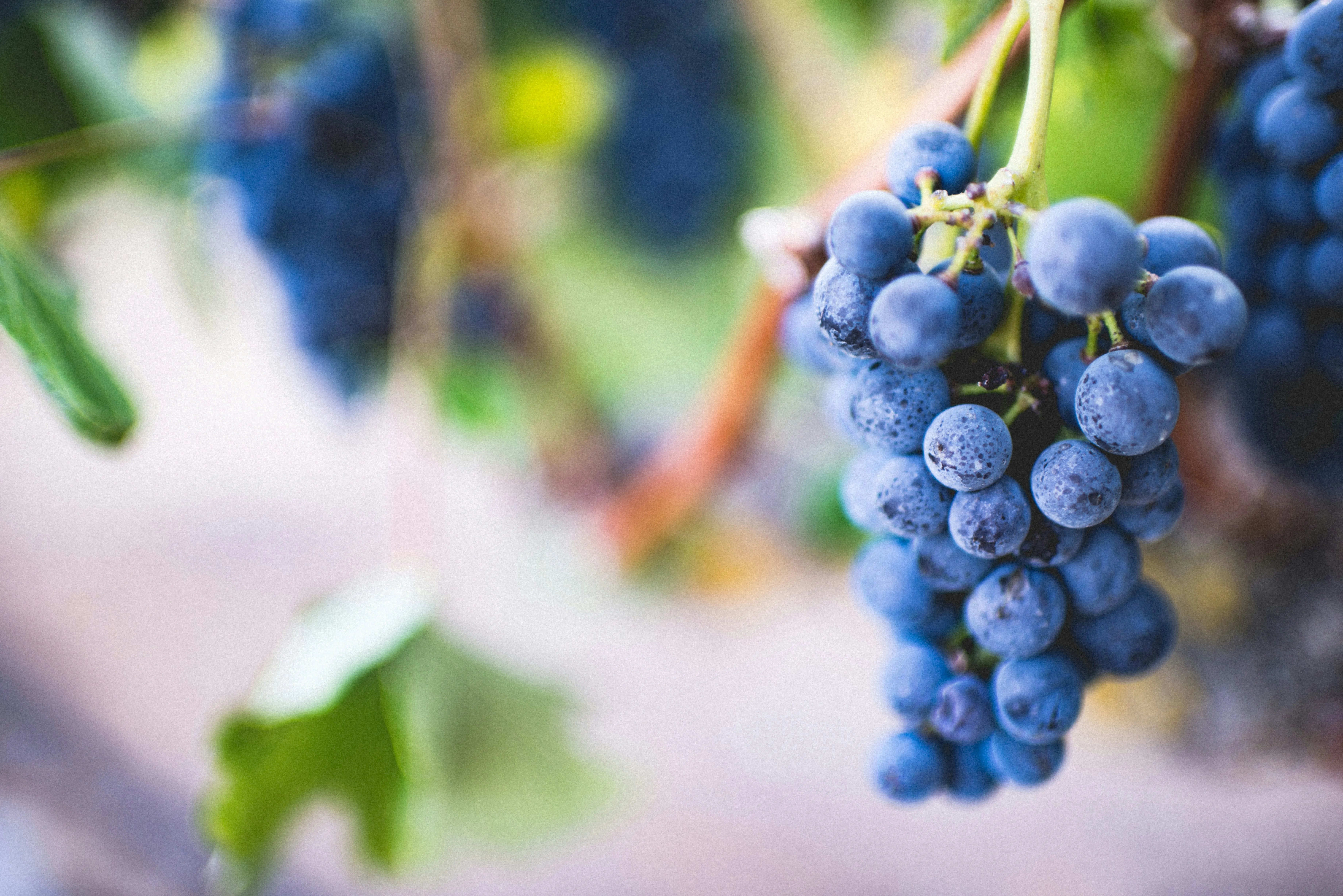 grapes.webp