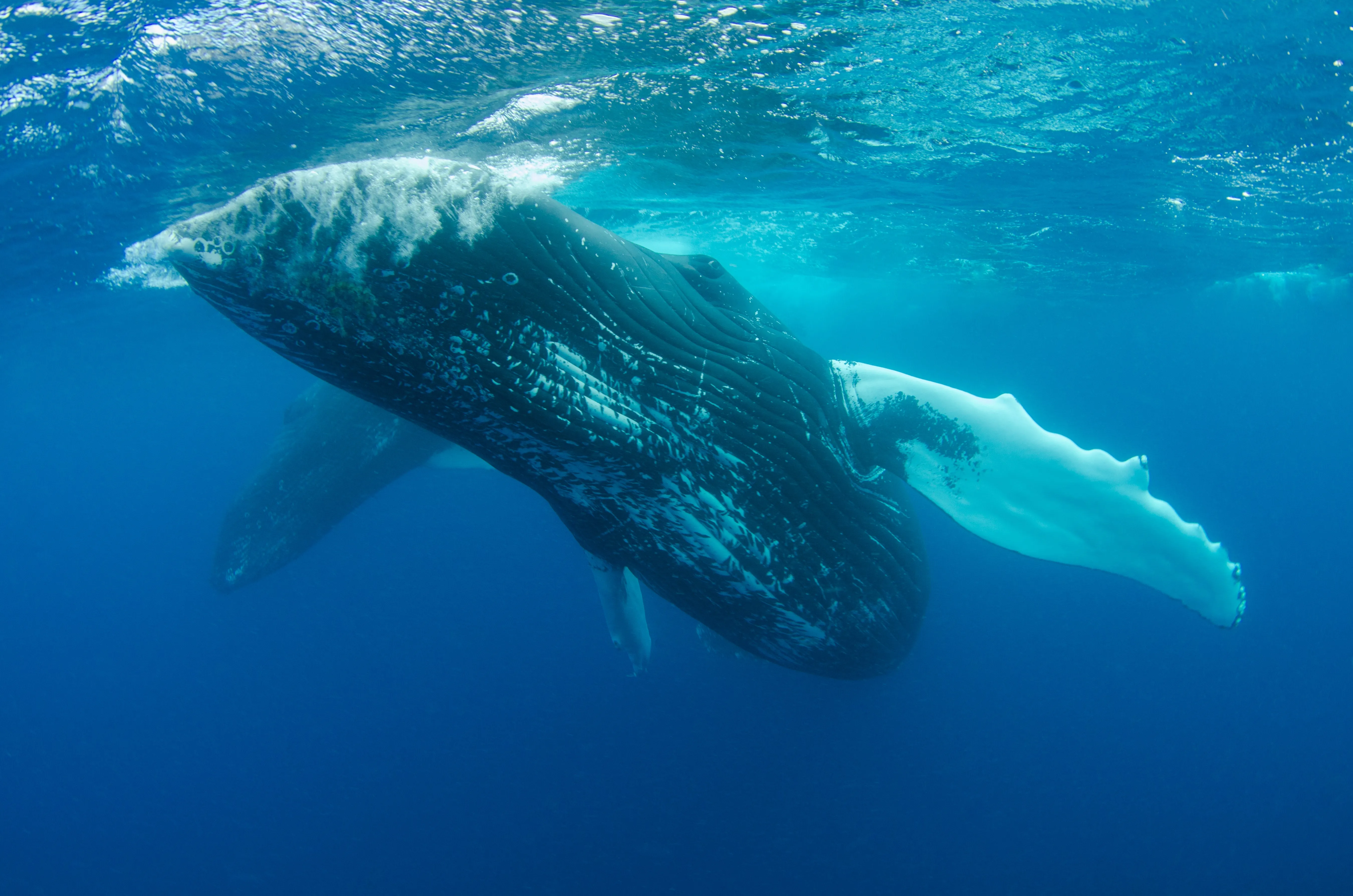 blue whale comparison football field