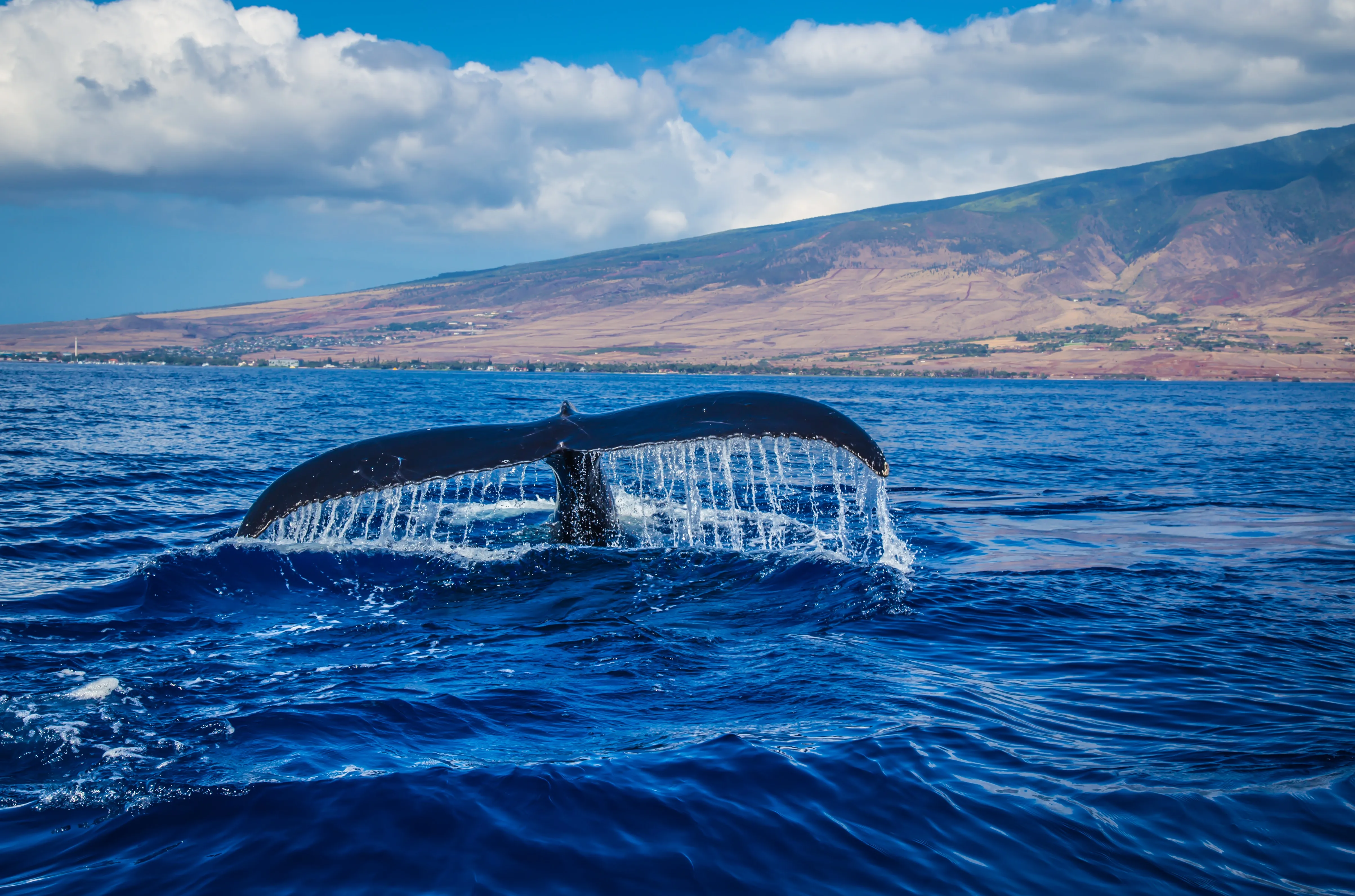 Tail of Blue whale in the ocean