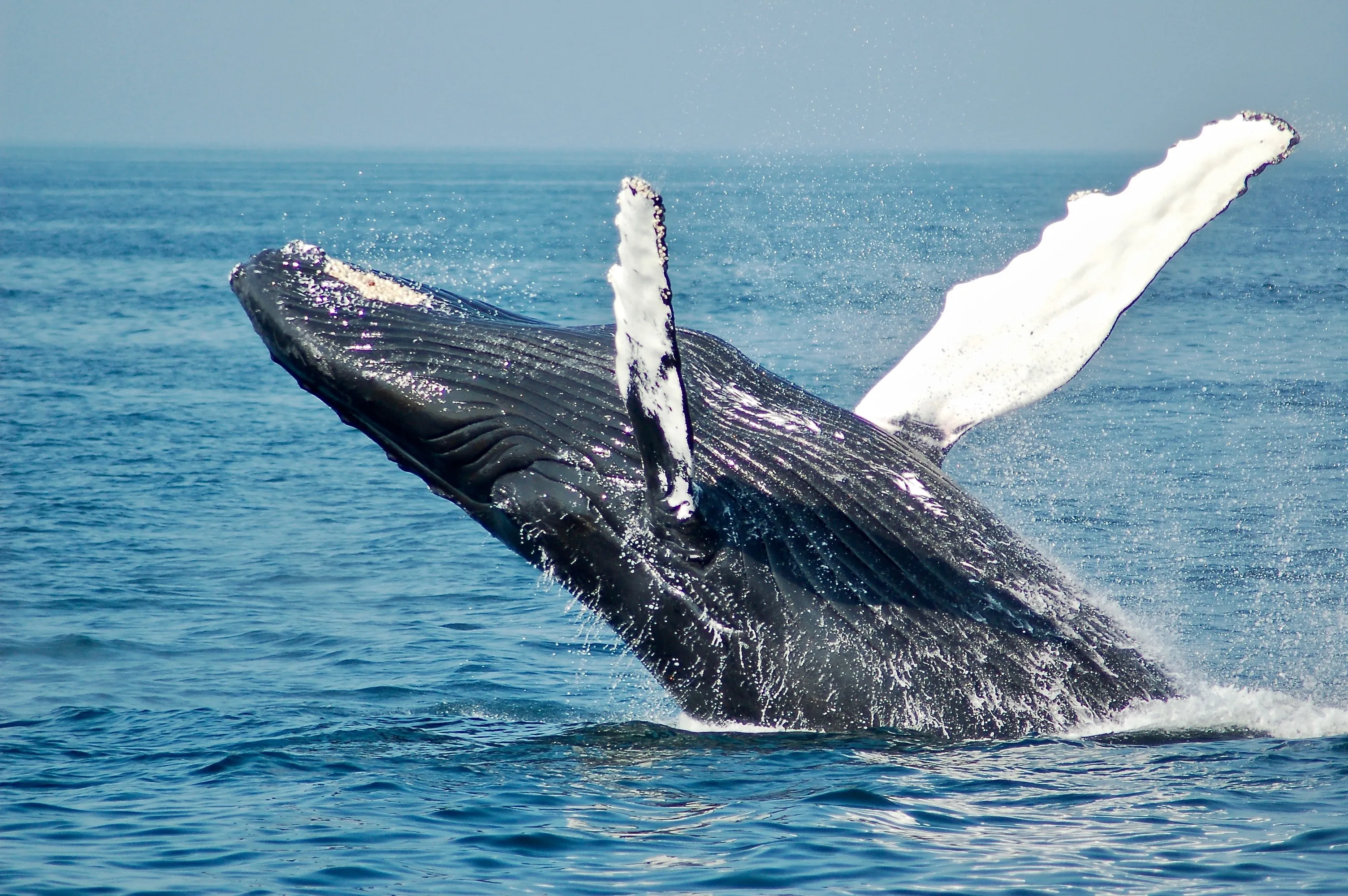 blue whale comparison football field