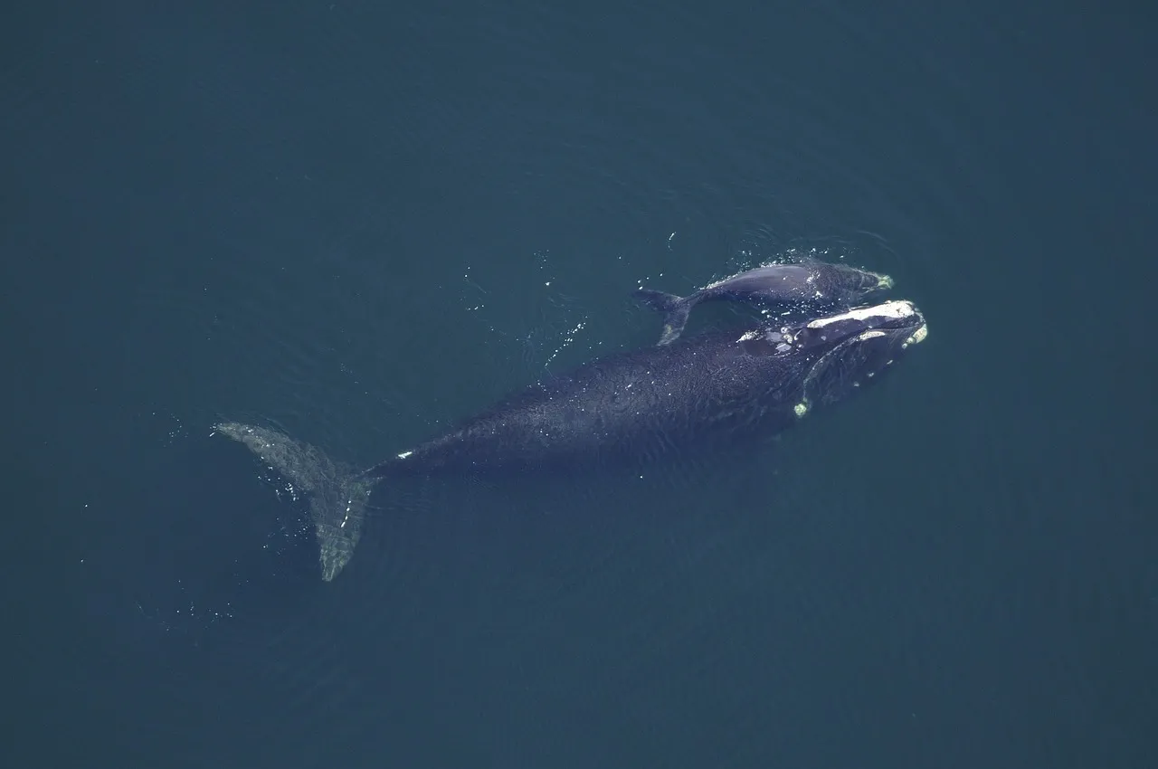 blue whale comparison football field